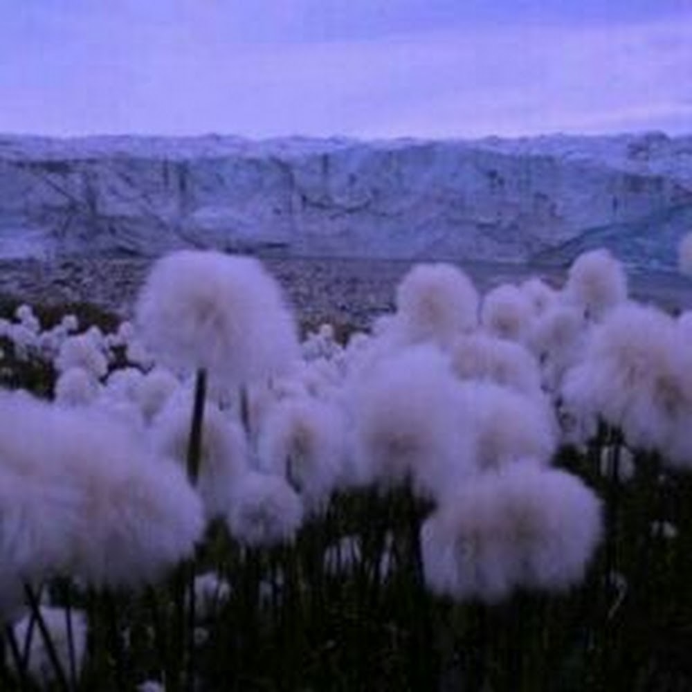 Meet your Posher, Maya